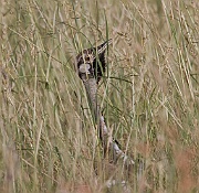 Black-bellied bustard (eupodotis melanogaster), Serengeti